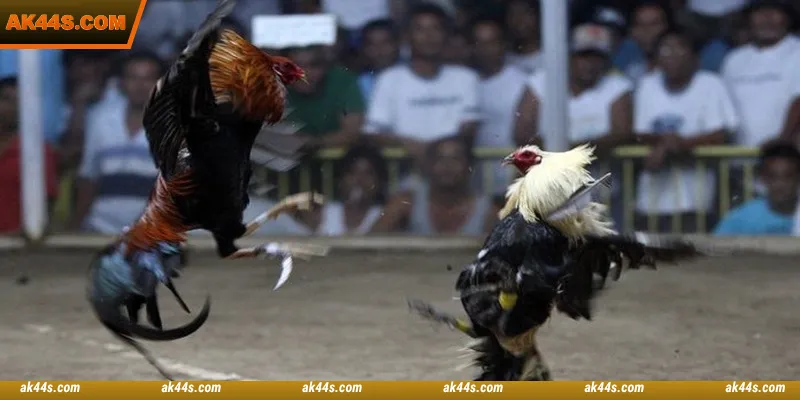 A variety of cockfighting betting options