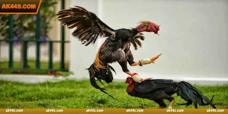 Ds88 Cockfight is a great place to have fun and win money