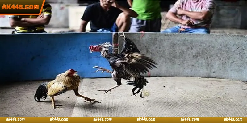 Ds88 Cockfight