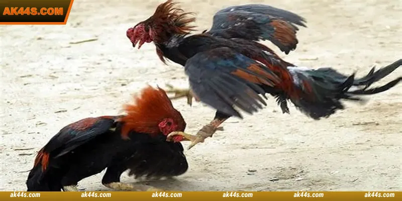 Many types of cockfighting betting are addictive