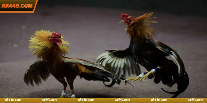 S128 Cockfight will keep you playing for hours without getting bored