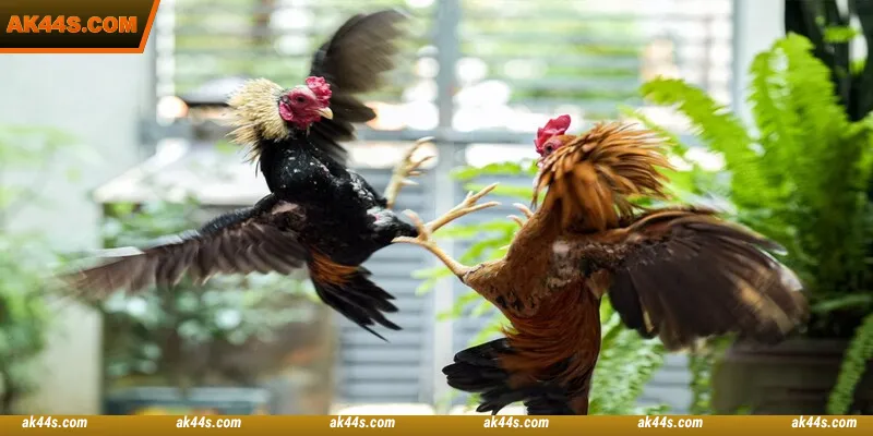 S128 Cockfight