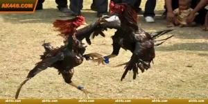 Sv388 Cockfight