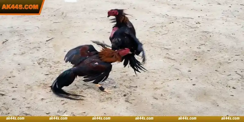 Understanding the behavior of fighting roosters makes betting easier