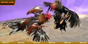 WS168 Cockfight