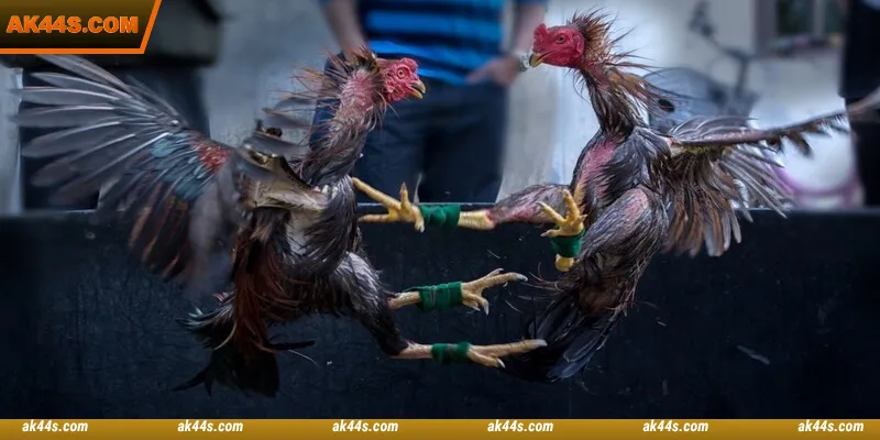 WS168 Cockfight offers you many hot deals